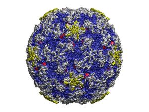 Estructura atómica del virus del resfriado común. Los lugares donde se unen los compuestos que rigidifican el virus e inhiben su infectividad se indican en color rojo. / UAM