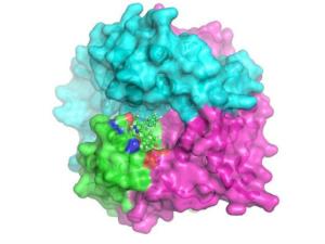 Representación predictiva de la unión de la chaperona farmacológica (compuesto VI)  sobre la proteína adenosilcobalamina trasnferasa (ATR). / UAM