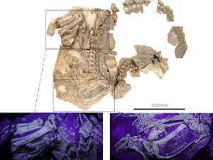 Describen vestigios de gigantismo en el dinosaurio jorobado de Cuenca