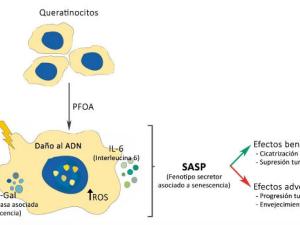  Inducción de fenotipo secretor asociado a senescencia (SASP) en queratinocitos humanos expuestos al PFOA. / A. Peropadre y P. Fernández-Freire.