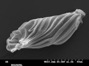 Semilla de Bulbophyllum falcatum (Lindl.), vista al microscopio electrónico de barrido (MEB) del Servicio Interdepartamental de Investigación (SIDI) de la UAM. / UAM