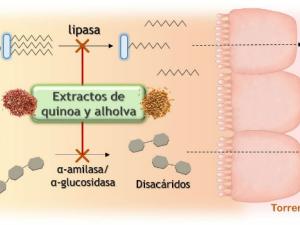 Inhibición de enzimas digestivas por parte de extractos de quinoa y alholva. Adaptado de Navarro del Hierro, J., Herrera, T., Fornari, T., Reglero, G., & Martin, D. (2018). Journal of Functional Foods, 40, 484–497.