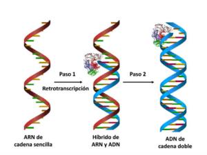 Representación gráfica de la síntesis de ADN por parte de la retrotranscriptasa del VIH. / UAM