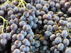 Nueva aplicación de ultrasonidos para aumentar la capacidad antioxidante de extractos de semillas de uva
