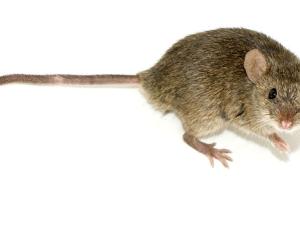 Mus musculus es la especie más frecuente de ratón y el mamífero más utilizado en experimentos de laboratorio / George Shuklin (WIKIMEDIA COMMONS)