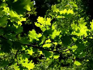 Climate change modifies the competitiveness between oak and beech