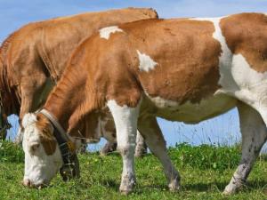 Can we reduce the environmental pollution caused by ruminants?