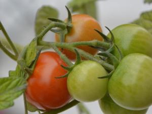 Demuestran que el aroma de tomate protege a las plantas de los ataques de las bacterias y mejora el rendimiento de los cultivos