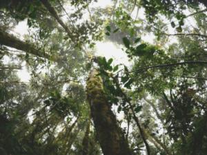 Foto hemisférica tomada en el bosque tropical montano del  Parque Nacional Podocarpus, en Ecuador.