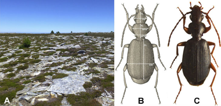 Descubierta una nueva especie de insecto en la alta montaña del Sistema Ibérico