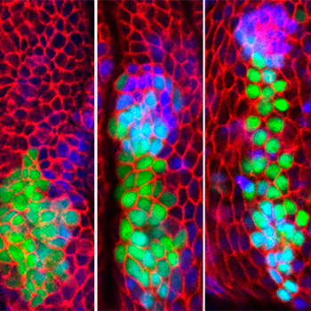 Secuencia temporal del desarrollo embrionario de Drosophila en el que se puede apreciar cómo un grupo de células provenientes del primordio de la pata (marcadas con el marcador Dll>GFP, verde) van a dar lugar a parte del primordio de ala (marcado en azul con esg-lacZ). /UAM.