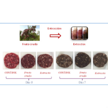  Aplicación del fruto del mortiño (fruto crudo) y sus extractos a hamburguesas, y evolución del deterioro del color de las mismas durante su almacenamiento a refrigeración. / UAM 