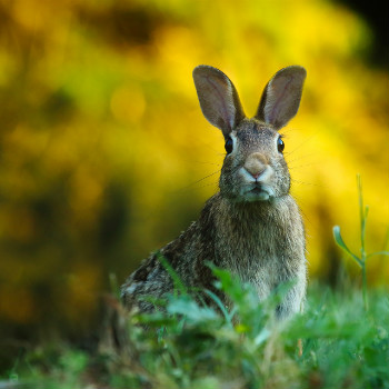 El conejo es una especie de gran interés, pieza clave en muchos ecosistemas ibéricos. / 12019 (PIXABAY)