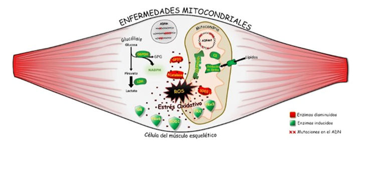 Distintas enfermedades mitocondriales convergen en la misma huella metabólica: el daño oxidativo de las proteínas. / UAM