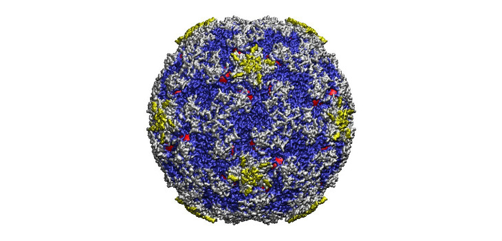 Estructura atómica del virus del resfriado común. Los lugares donde se unen los compuestos que rigidifican el virus e inhiben su infectividad se indican en color rojo. / UAM