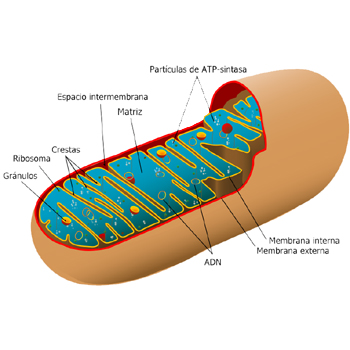 Diagrama de una mitocondria. / Aibdescalzo (WIKIPEDIA)
