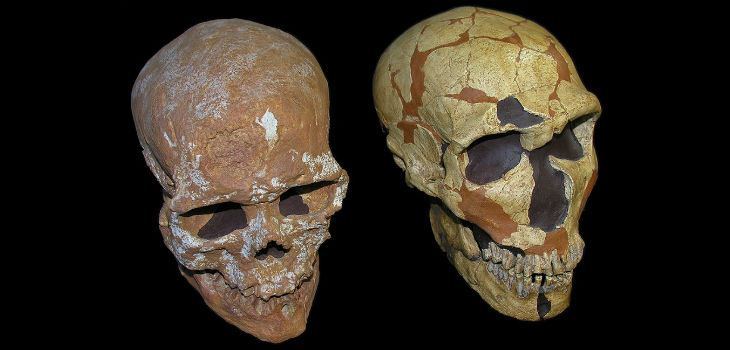 Cráneos de Homo sapiens (izquierda) y Homo neanderthalensis (derecha) / Grupo de Paleoantropología (MNCN-CSIC) 