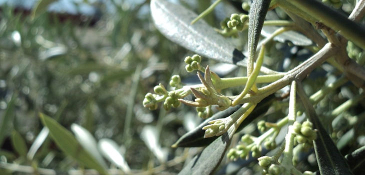 La bacteria es responsable de la muerte de centenares de especies, entre ellas el olivo. / D. Murgía (UCM)