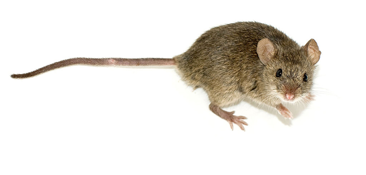 Mus musculus es la especie más frecuente de ratón y el mamífero más utilizado en experimentos de laboratorio / George Shuklin (WIKIMEDIA COMMONS)
