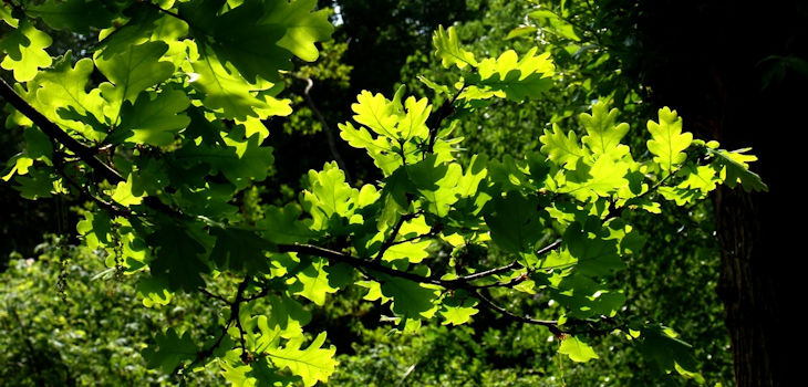  Climate change modifies the competitiveness between oak and beech 
