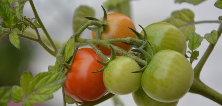 Demuestran que el aroma de tomate protege a las plantas de los ataques de las bacterias y mejora el rendimiento de los cultivos