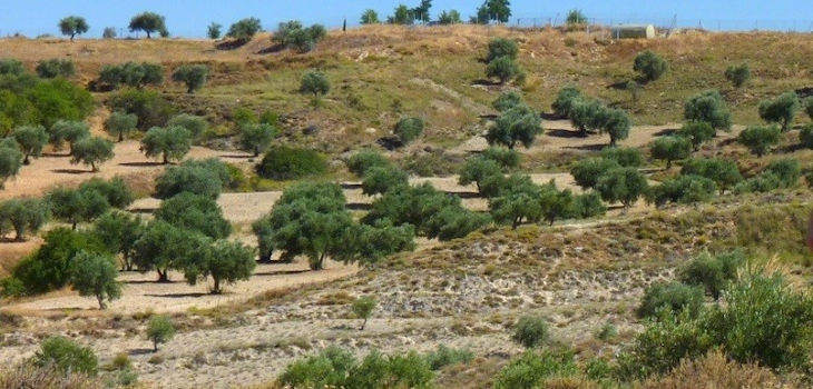 Fragmentos de plantas especialistas de yesos rodeados de olivares en las inmediaciones de Chinchón (Madrid), donde se realizó el estudio. / URJC