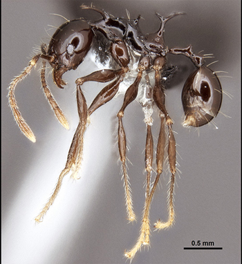 Fotografía de un trabajador de la hormiga espinosa, <i>Pheidole drogon</i>