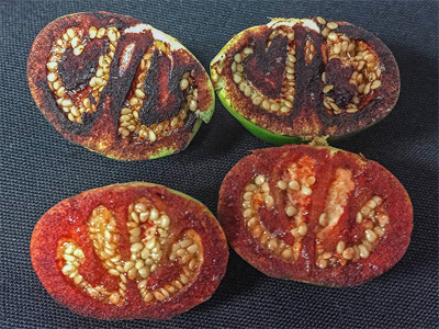 Detalles de la planta <i>Solanum ossicruentum</i>. Localidad: Australia. /  Christopher T. Martine