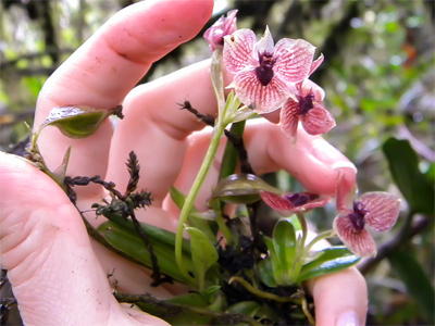 Detalle de la flor de la orquídea <i>Telipogon diabolicus</i>>. Localidad: Colombia. / M. Kolanowska