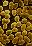 Enterococcus faecium CDC Janice Haney Carr