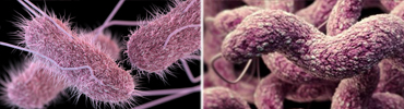 Salmonella y Campylobacter