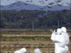 o_avesmigratorias-afp