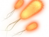 o_coli