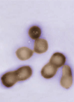 Bacterias con ADN sintético