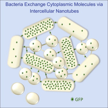 Nanopuentes bacterianos