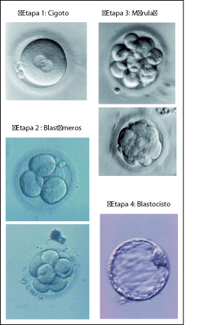 Desarrollo embrionario temprano
