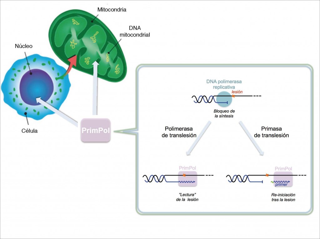 Mecanismo de la PrimPol
