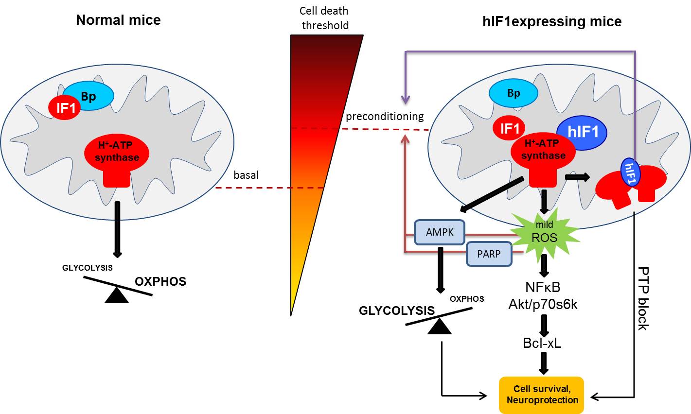 Papel de la sobre-expresión de hIF1 en el pre-condicionamiento del cerebro