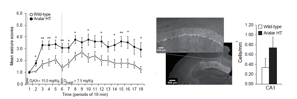 La activación de Aralar-MAS protege frente a epilepsia y muerte neuronal tras daño excitotóxico por kainato. En la gráfica izquierda observamos un mayor número de crisis epilépticas (mean seizure score) en los ratones Aralar-Ht (Aralar-deficientes) que en los controles (wild-type) tras inyección de Kainato. En el centro y derecha,  las neuronas muertas (teñidas con Fluoro Jade B, en blanco)  tras kainato son mucho más abundantes en hipocampo CA1 de ratones Aralar HT que controles. (Fuente original: Llorente-Folch I. et al., Journal of Neuroscience, 2016).