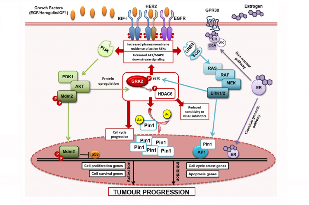 Progresión de un Tumor
