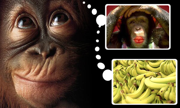 Los 4 datos sobre el mono capuchino, uno de los primates más inteligentes