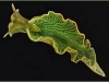 elysiachlorotica