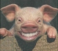o_Cerdo
