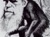 o_DarwinMono