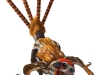 o_Epidexipteryx