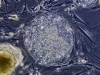 o_StemCell