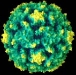 o_Virus de la polio