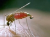 o_anopheles