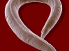 o_worm[1]