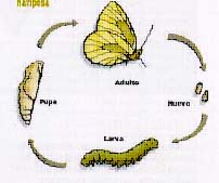 ciclomariposa
